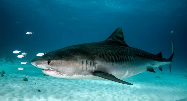 虎鲨鱼澳大利亚虎鲨